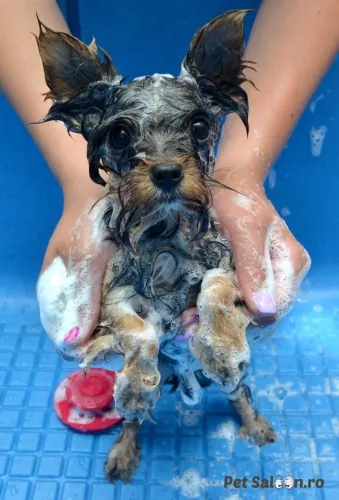 Cățel la baie, la Pet Saloon