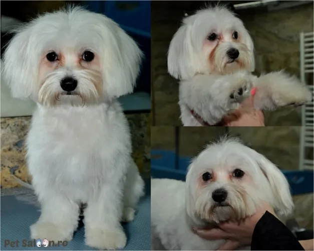 Bichon după toaletaj la Pet Saloon