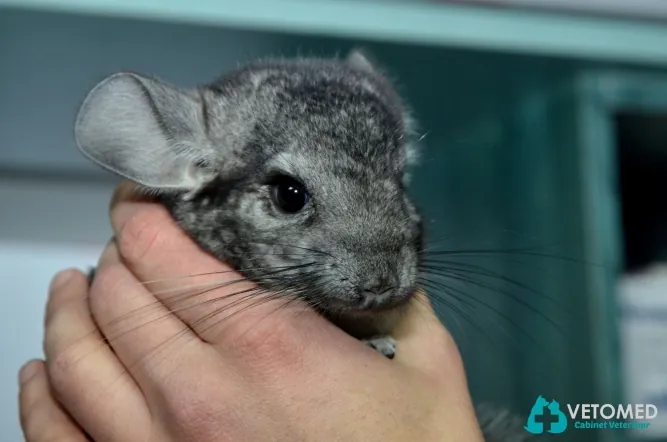 Chinchilla în mâinile medicului