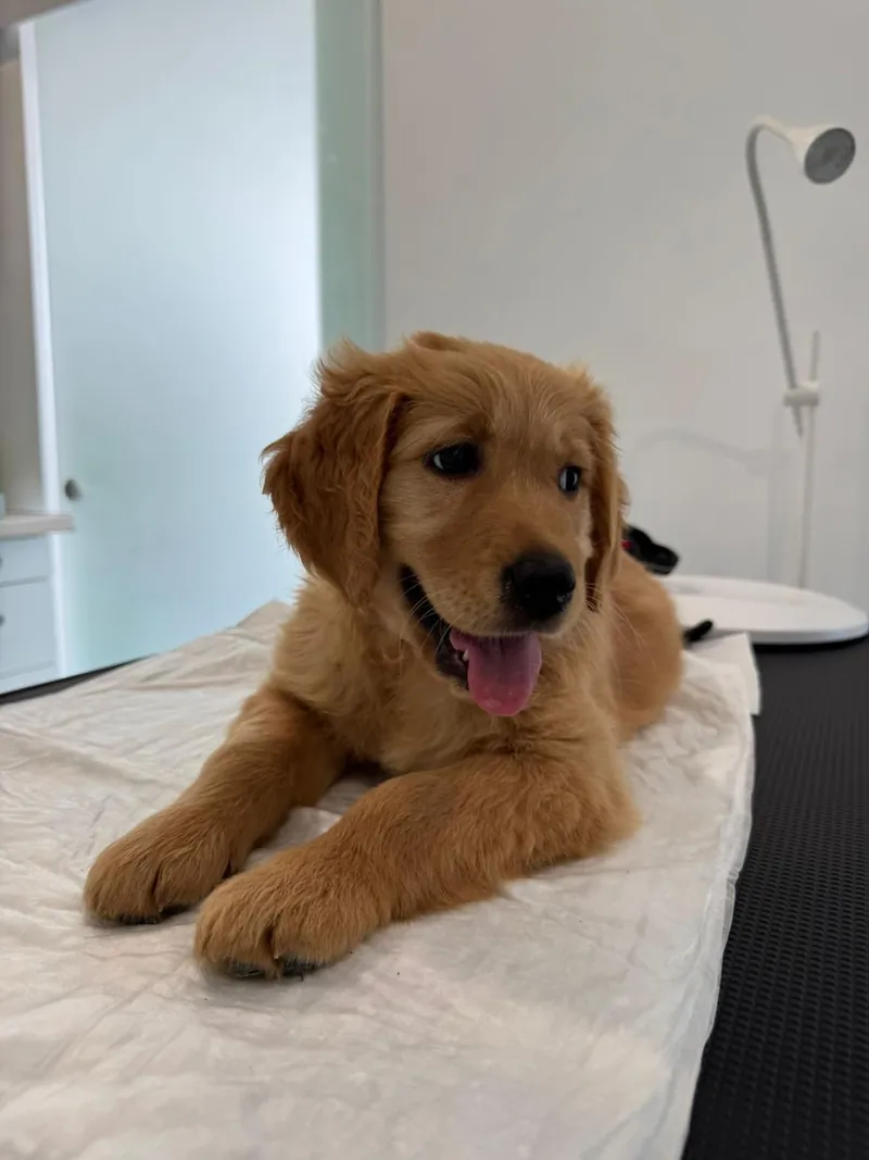 Pui de golden retriever pe masa de consult